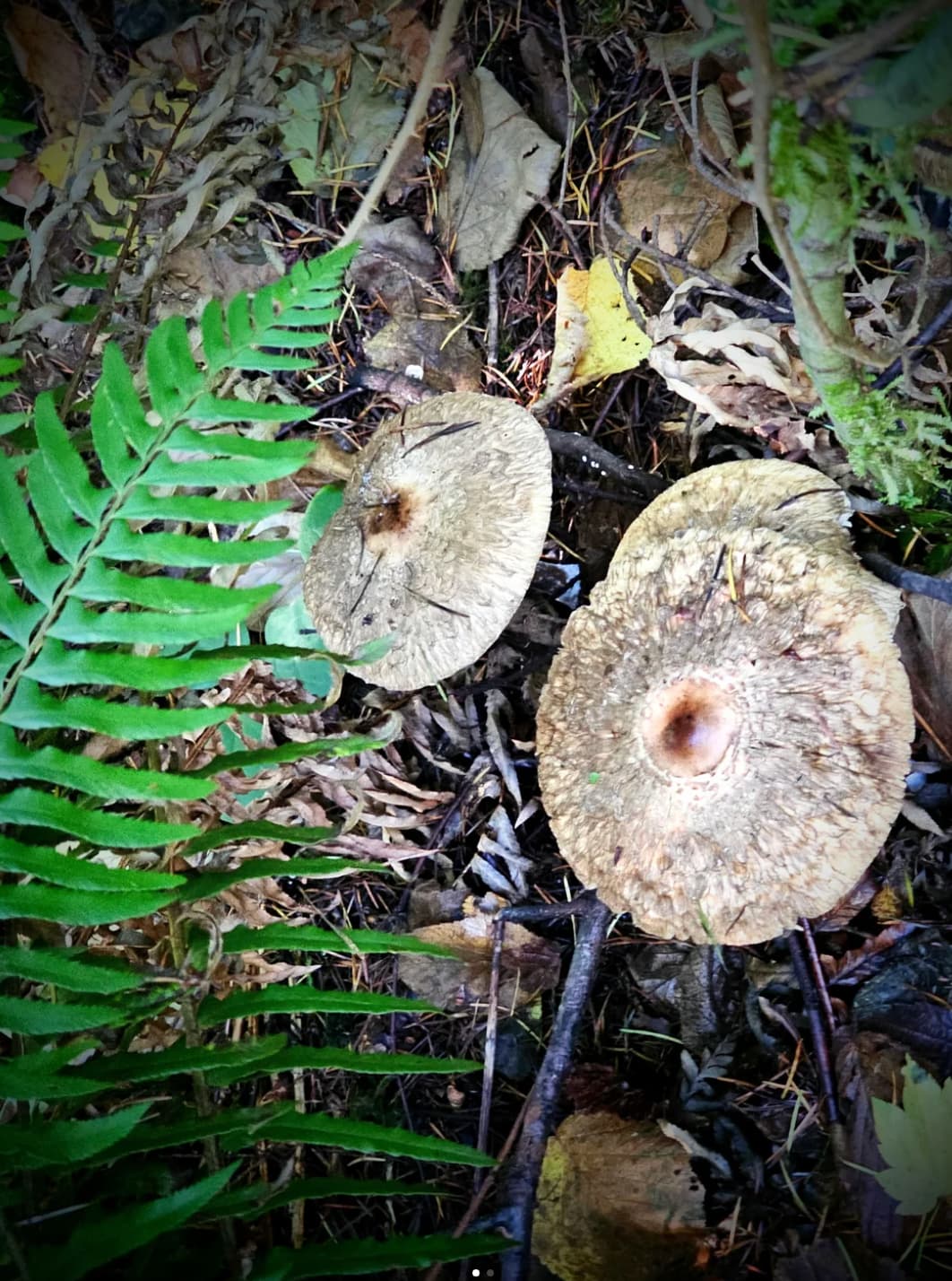 These mushrooms